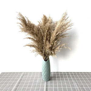 Pampas Grass with 20-22''  plastic vase