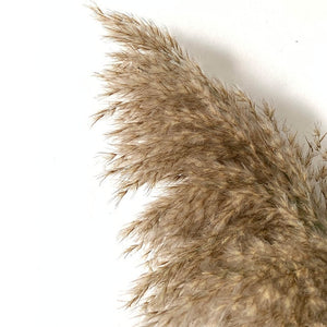 Pampas Grass with 20-22''  plastic vase