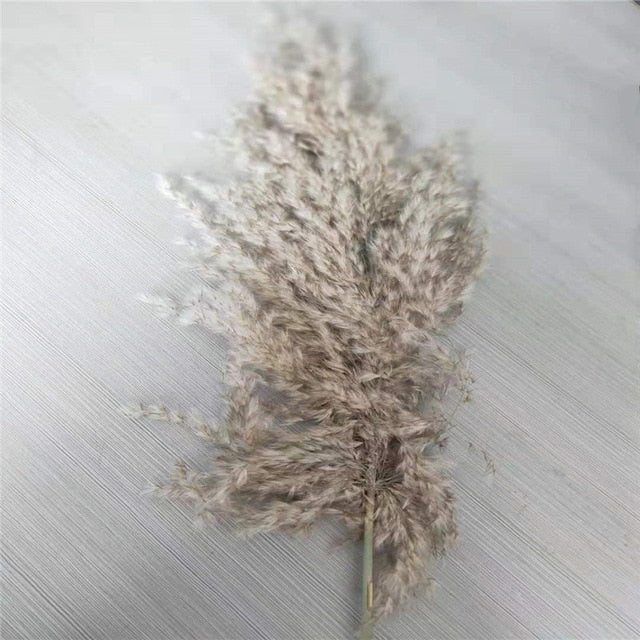 Pampas Grass with 20-22''  plastic vase