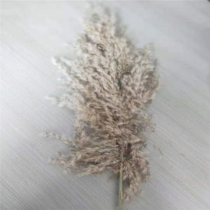 Pampas Grass with 20-22''  plastic vase