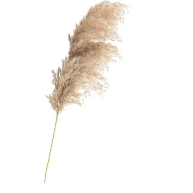 Pampas Grass with 20-22''  plastic vase