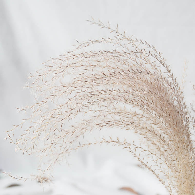 Pampas Grass with 20-22''  plastic vase