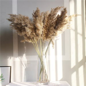 8pcs/10pcs/20 Pcs Dried Pampas