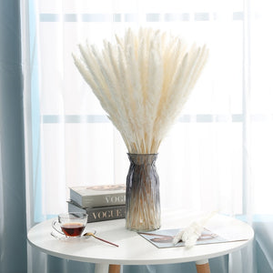 15Pcs Pampas Grass