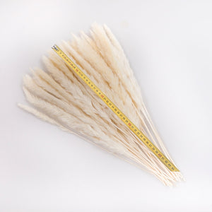 15Pcs Pampas Grass